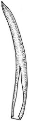 Lembophyllum clandestinum. Calyptra. Drawn from W.R. Buck 7049, CHR 412514 and K.W. Allison 2942, CHR 523703.
 Image: R.C. Wagstaff © 2008 British Bryological Society. Reprinted by permission of Informa UK Limited, trading Taylor & Francis Group, https://www.tandfonline.com on behalf of British Bryological Society. Reprinted by permission of Informa UK Limited, trading Taylor & Francis Group, https://www.tandfonline.com on behalf of British Bryological Society.
